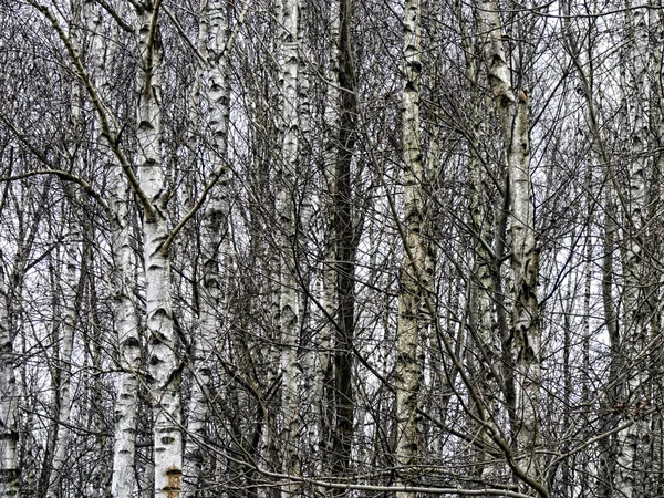 Nyír-erdő — Stock Fotó