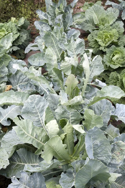 stock image Cabbage plants