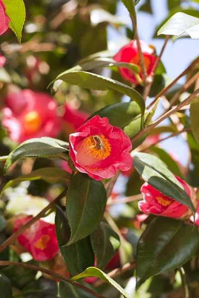 Camellia i blossom med bin — Stockfoto