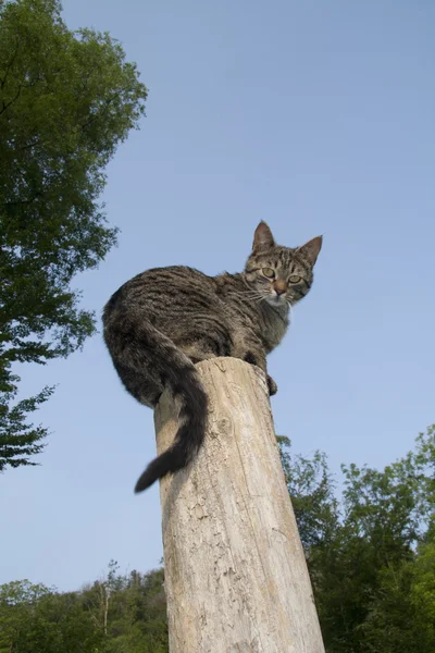 Домашний кот против голубого неба — стоковое фото