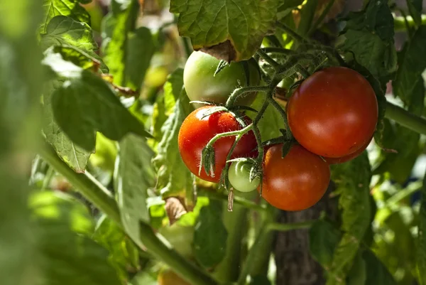 Kiliegino tomat – stockfoto