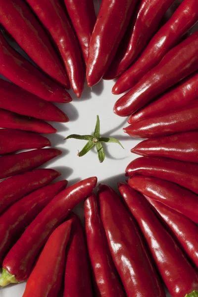 Chili rojo —  Fotos de Stock