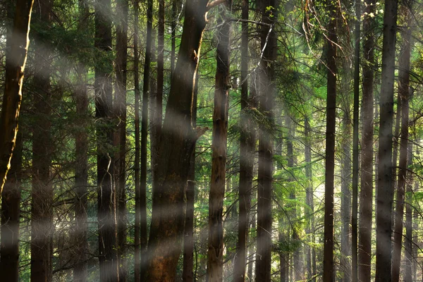針葉樹林 — ストック写真