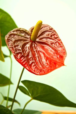 Anthurium andreanum