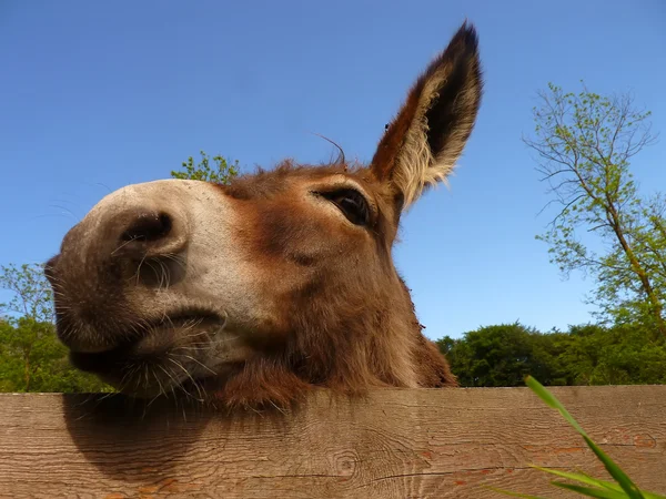 Donkey närbild — Stockfoto