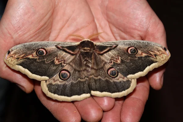 Emperor Moth — Stock Photo, Image