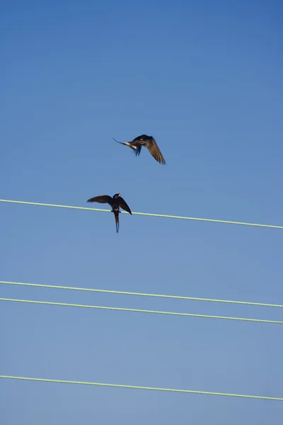 Swallows fight — Stock Photo, Image