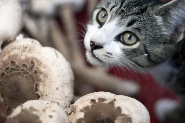 与蘑菇的猫科动物 — 图库照片