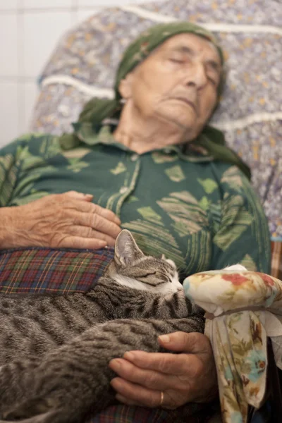Siesta con gatos — Foto de Stock
