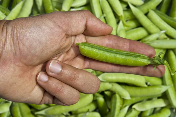 Menschenhand zeigt grüne Erbsen — Stockfoto