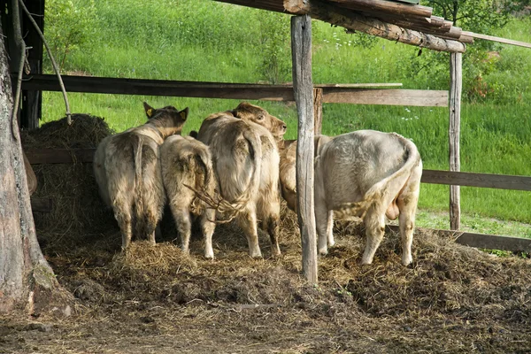 Коровьи хвосты — стоковое фото