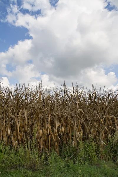 Corn crop on a cloudy day — Stock Photo, Image