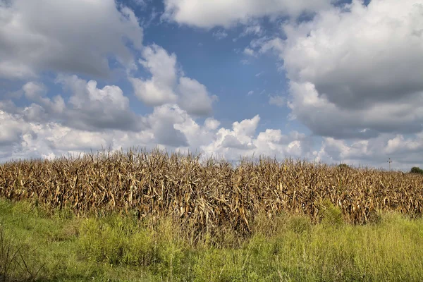 Corn crop ready for harvest — Stock Photo, Image