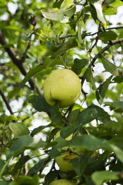 apple bir dalda asılı