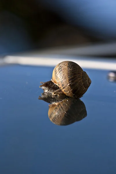 蜗牛的一面镜子 — 图库照片
