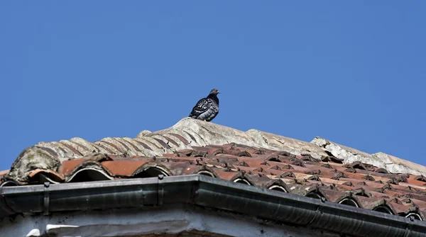 Jeden gołąb na dachu — Zdjęcie stockowe