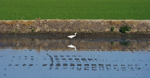 Πουλί σε μια καλλιέργεια ρυζιού πλημμυρίσει — Φωτογραφία Αρχείου