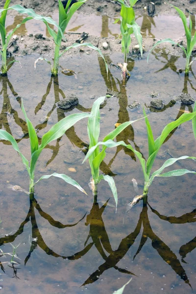 Young corn field flooded — Stock Photo, Image