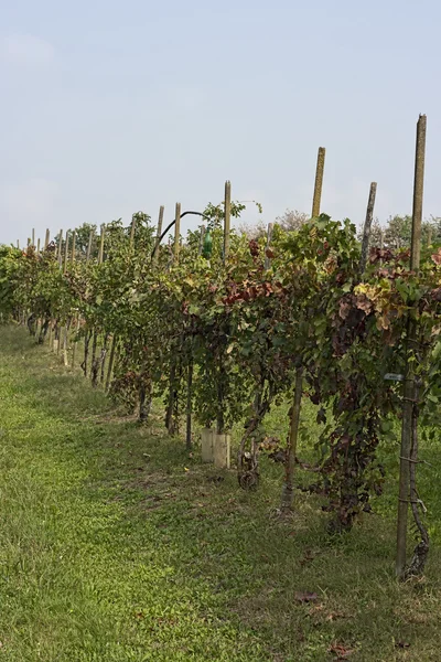 Rangées de vignes — Photo