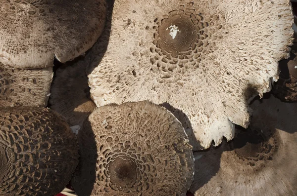 Textur der Pilze — Stockfoto