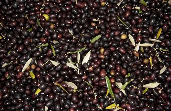 Olives texture — Stock Photo, Image