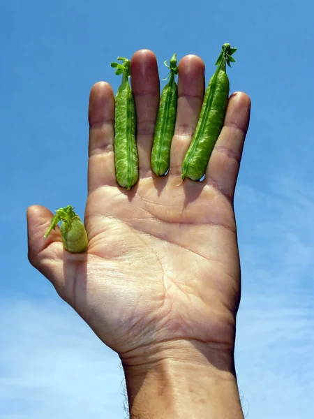 Tangan dengan kacang polong — Stok Foto