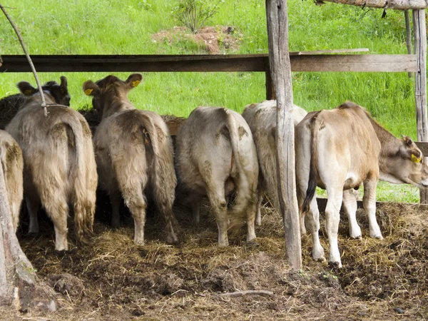 Line of cows — Stock Photo, Image
