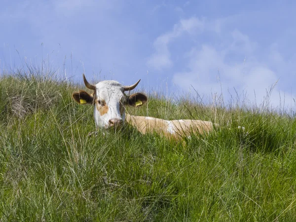 Cow resting — Stock Photo, Image