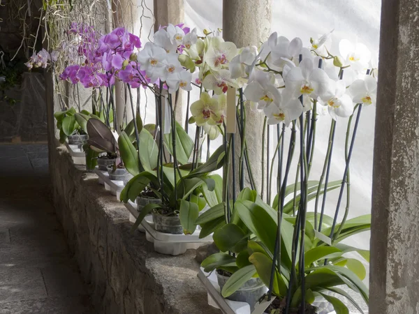 Orkidéer i en cloister — Stockfoto