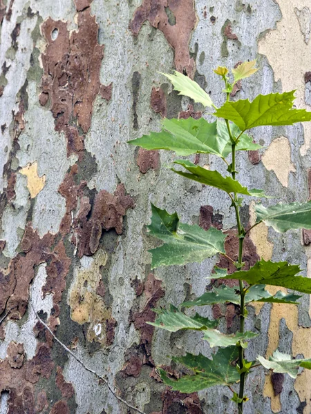 시카 모 나무 껍질과 새싹 — 스톡 사진