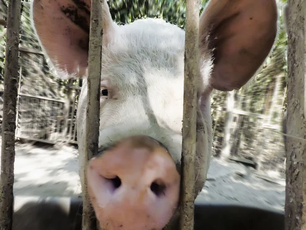 Porco em uma jaula — Fotografia de Stock