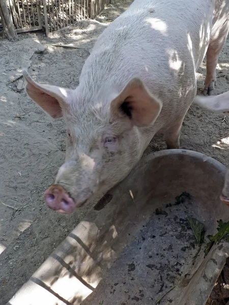 Varken in een varkensstal — Stockfoto