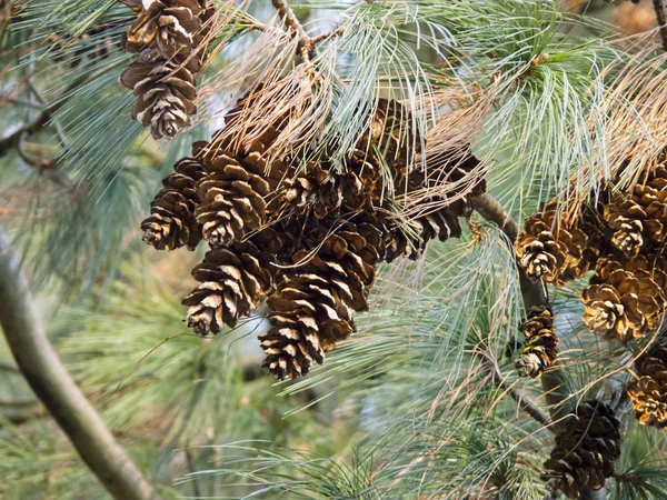 Pine cone on Pine Tree — Stock Photo, Image