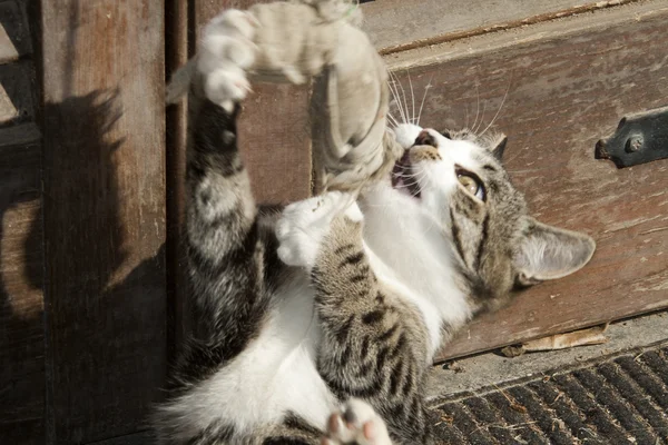 Piccolo gatto che gioca — Foto Stock