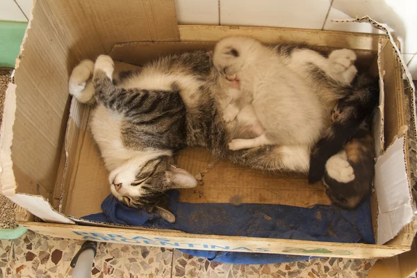 Cat sleeping in basket — Stock Photo, Image
