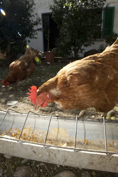 Rote Hühner in der Nähe von Futterstellen — Stockfoto