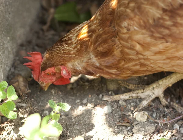 ไก่ที่น่าสงสัย — ภาพถ่ายสต็อก