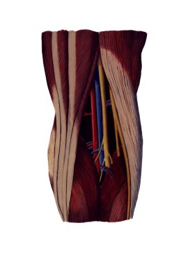 Popliteal fossa
