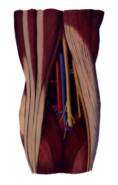 Popliteal fossa clipart