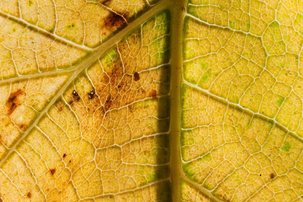 Makroschuss Herbstblatt — Stockfoto