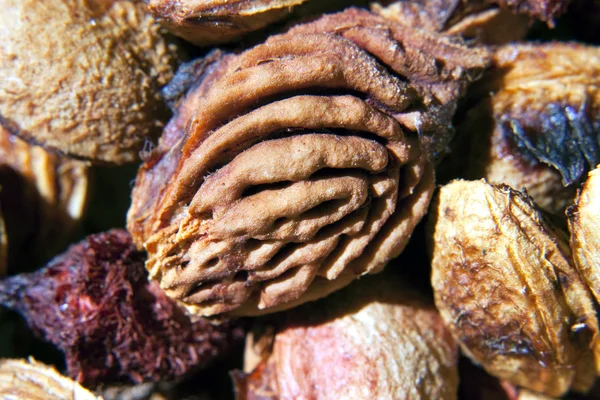 Textura das sementes — Fotografia de Stock