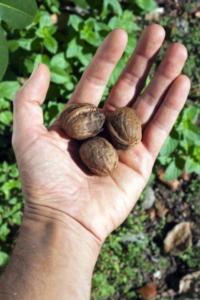 Ruka držící vlašské ořechy — Stock fotografie