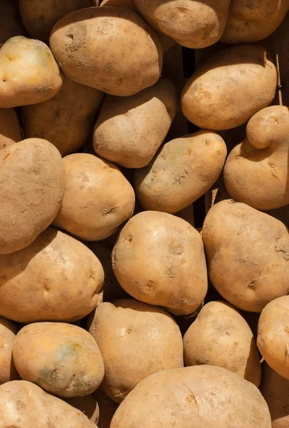 stock image Potato texture