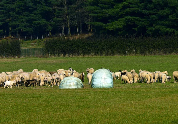 Стадо овец с козлёнком — стоковое фото