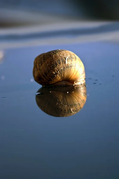 Snail on a mirror — Stock Photo, Image