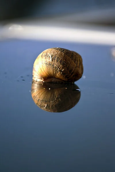 在镜子上的蜗牛 — 图库照片