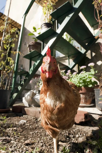 Neugierige Henne steht auf einem Bein — Stockfoto
