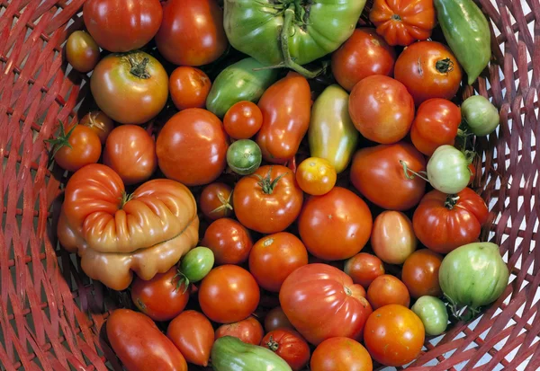 Tomaten textuur — Stockfoto