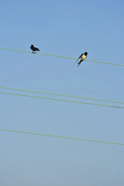 Two swallows — Stock Photo, Image