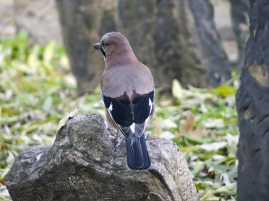 Jaybird ( Garrulus glandarius )